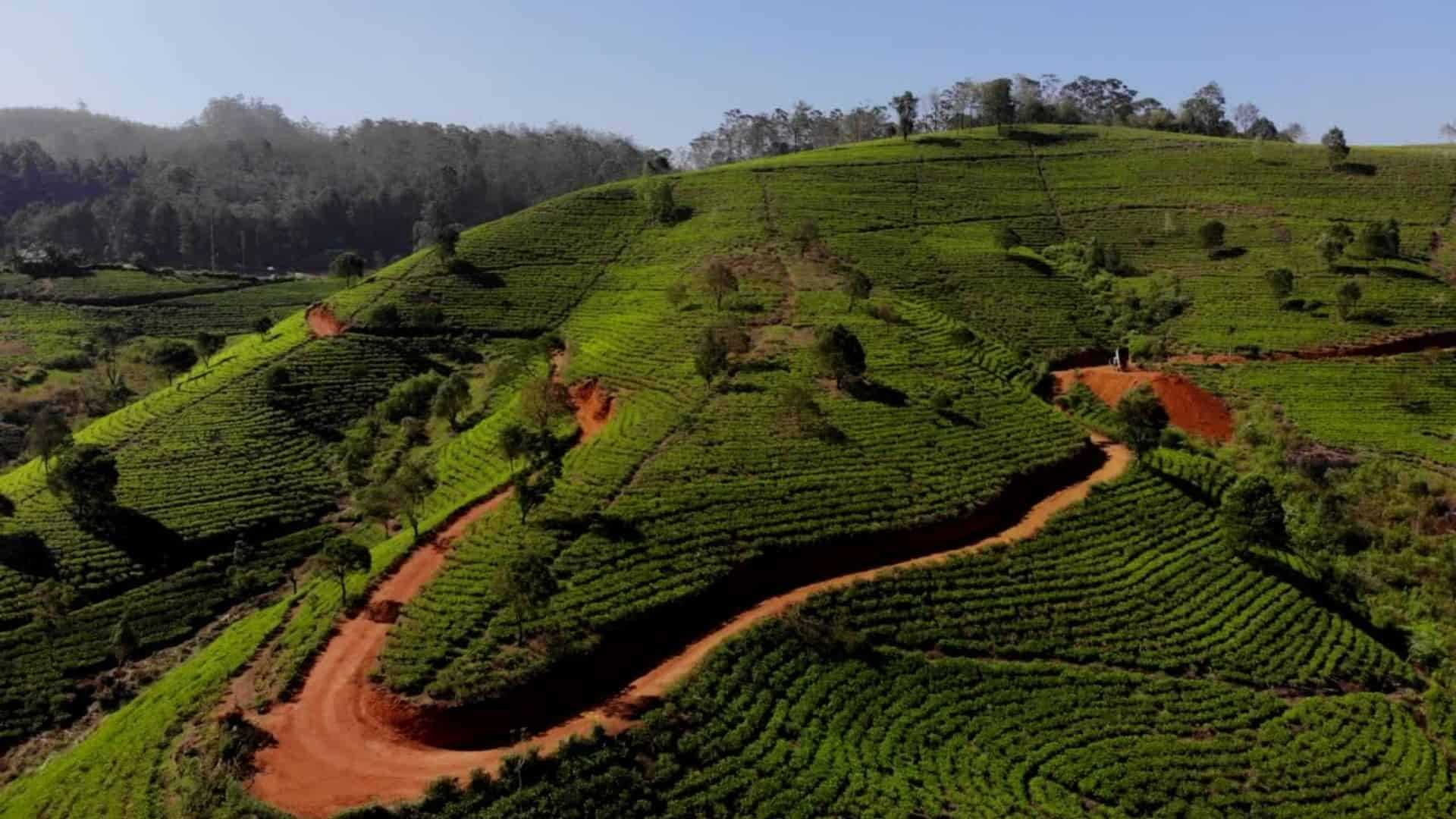 Sri Lanka tea